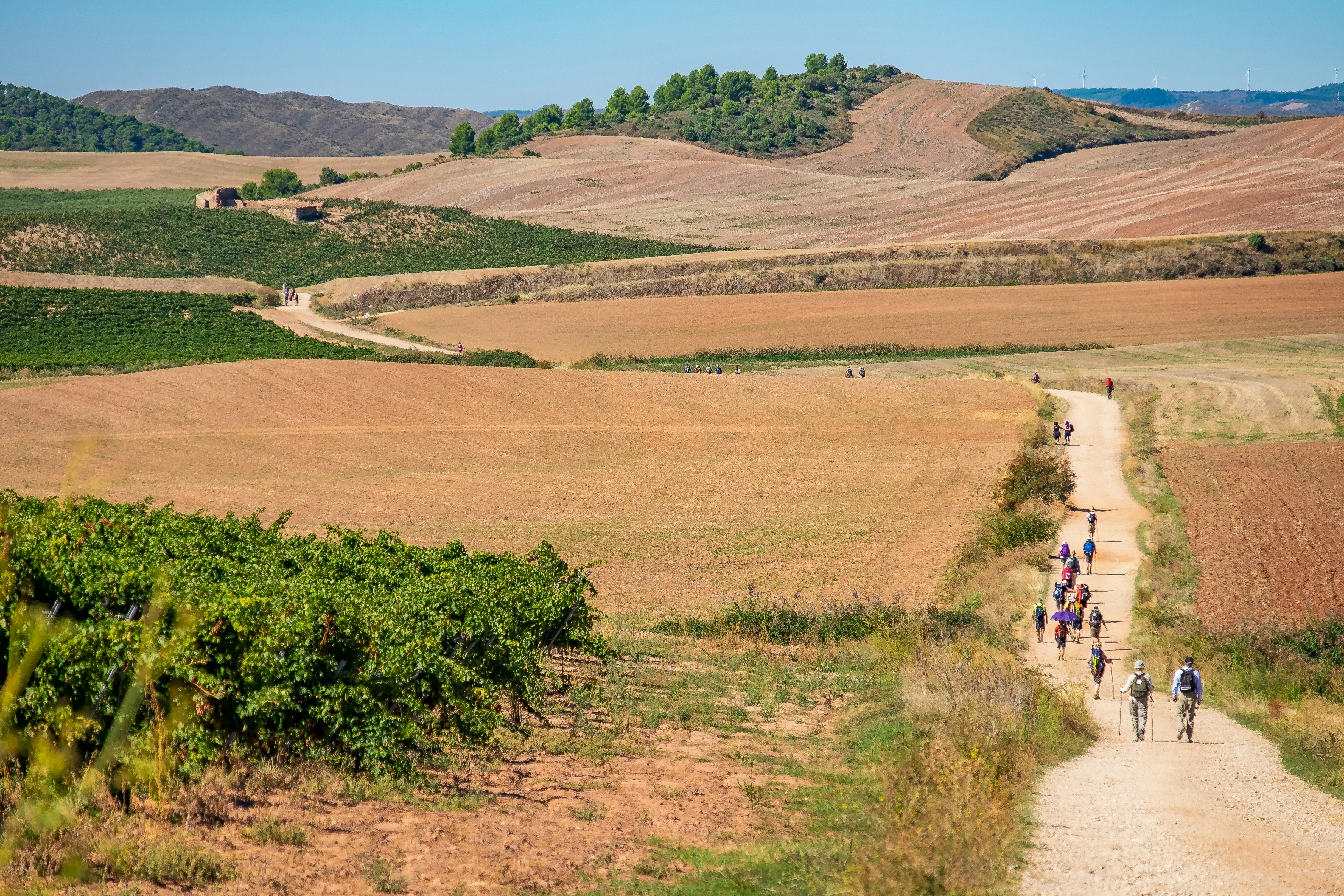 Pilgrims walking the Camino Francés through open farmland with no shade